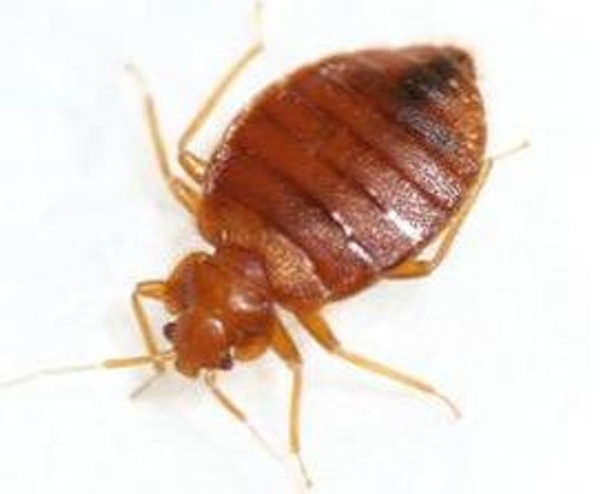 ชีววิทยาของตัวเรือด (Bedbug)