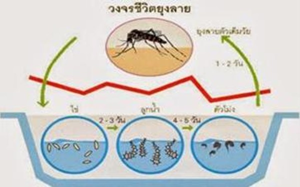 วิธีกำจัดแหล่งเพาะพันธุ์ยุงลาย วิธีกำจัดแหล่งเพาะพันธุ์ยุงลาย
