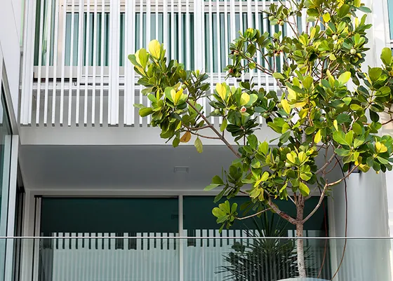 Modern Clean Tree Tree for Minimal garden