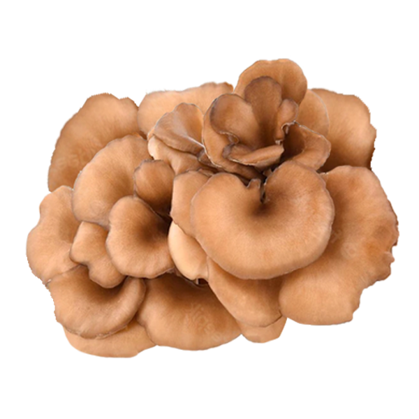 MAITAKE EXTRACT
